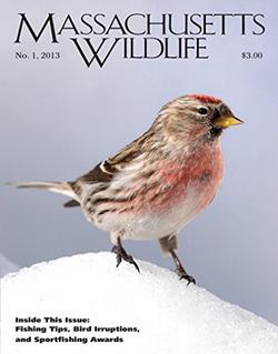 Massachusetts Wildlife Magazine Cover