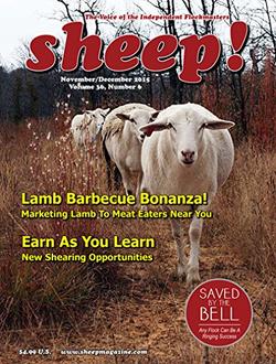 Sheep Magazine Cover